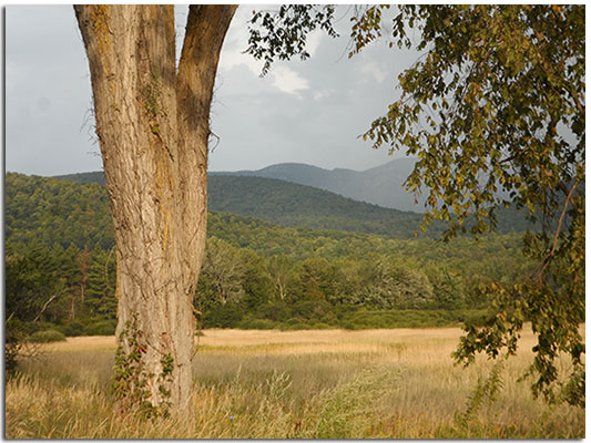 Tree with field and Adirondack mountains in the distance.